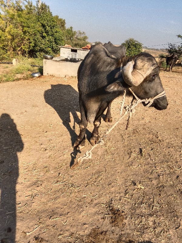 ભેંશ વેચવાની છે