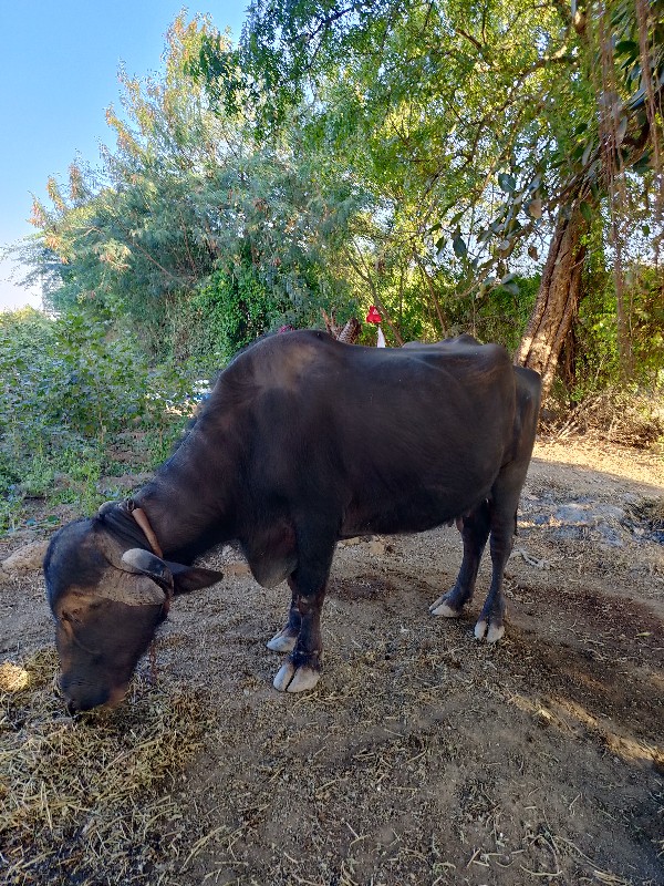 વેચવાની છે