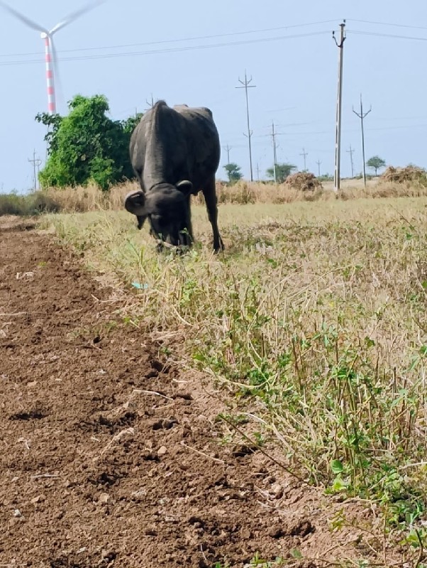 વેસવેસવાનીછે