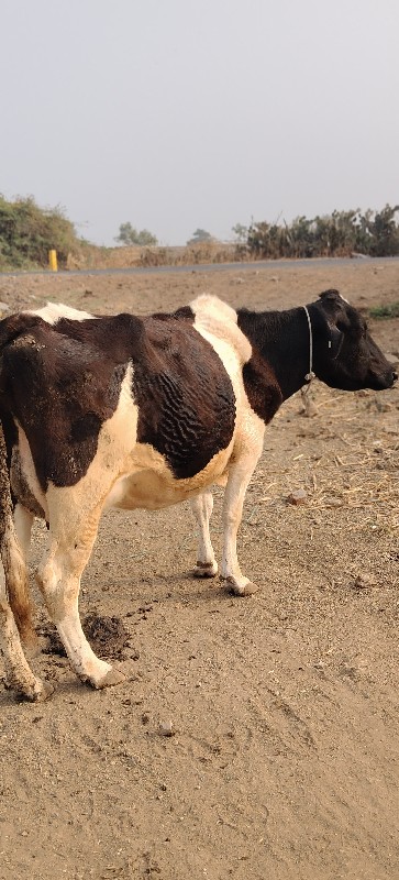 9 10 લીટર દૂધ