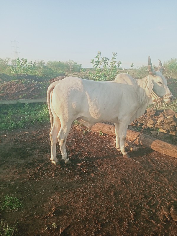 બળદ વેચવાનો છે