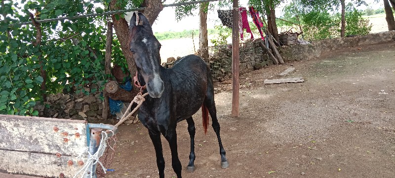 વછેરી ના સાટા મ...