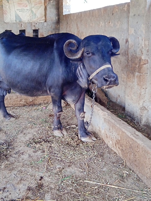 ભેસવેછવાનીછેત્ર...