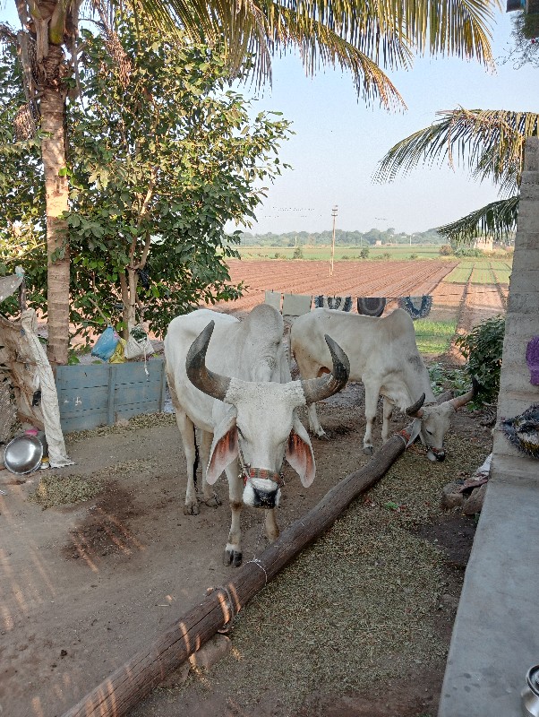 બળદ વેચવાના છે