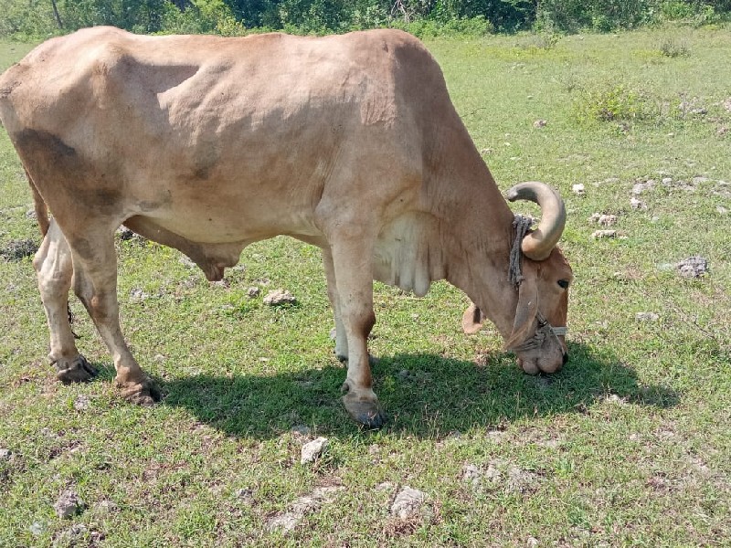 બળદ વેચવાનો છે.