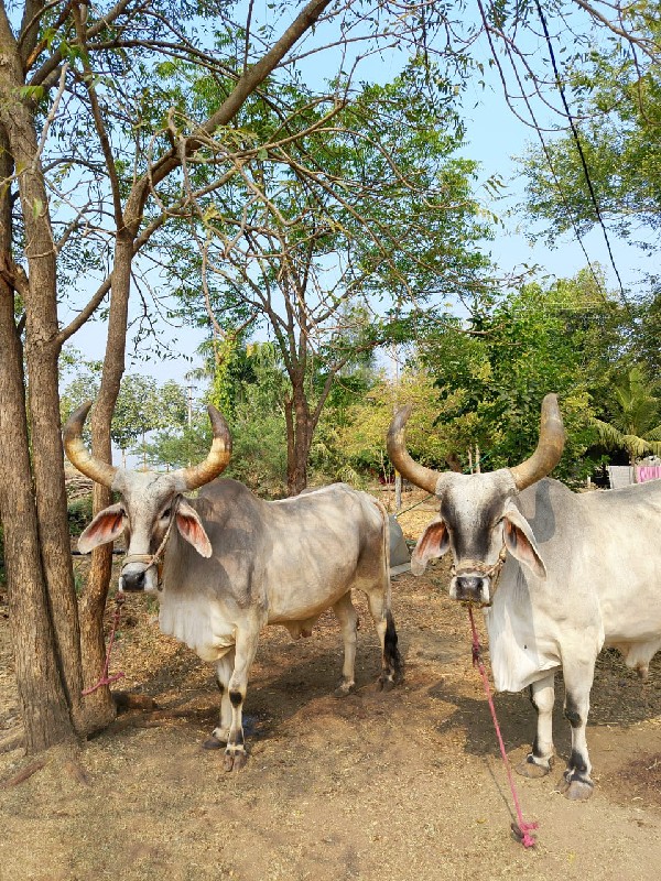 બલદ વેચવાના છે