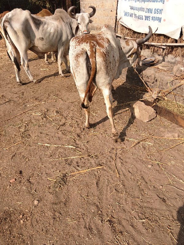 કાબ્રી ગાય બેસવ...