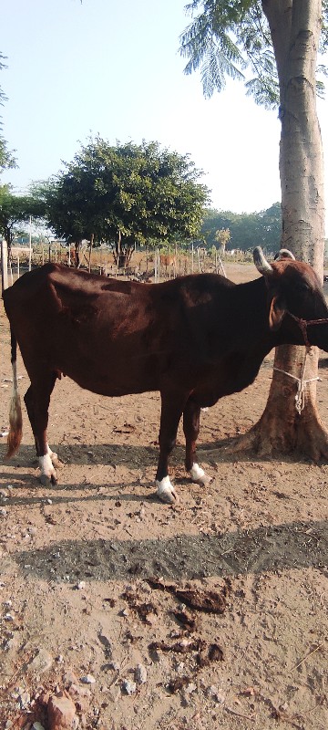 ગાયવેચવાનીછે