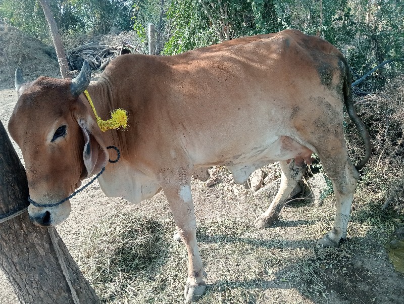 ગાય વેચવાની છે...