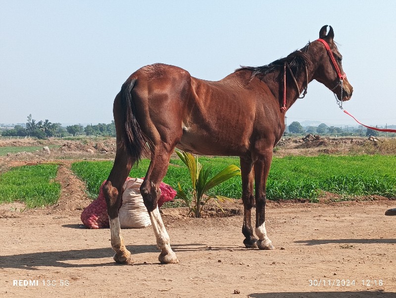 ઘોડી