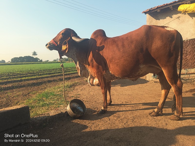 ગીર ગાય