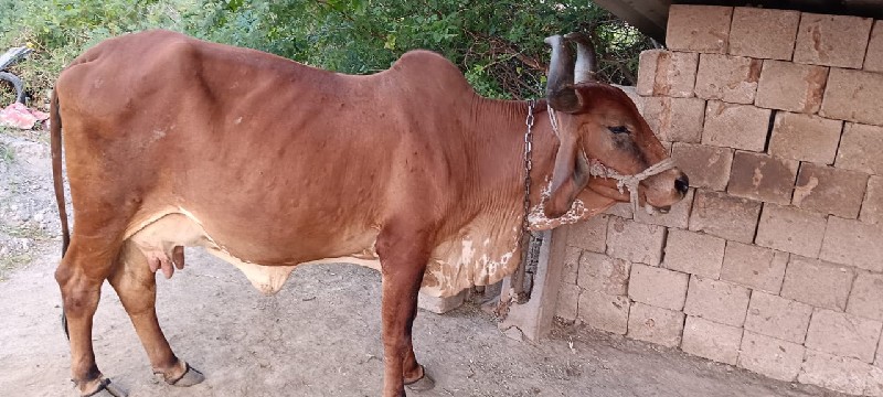 ગાય