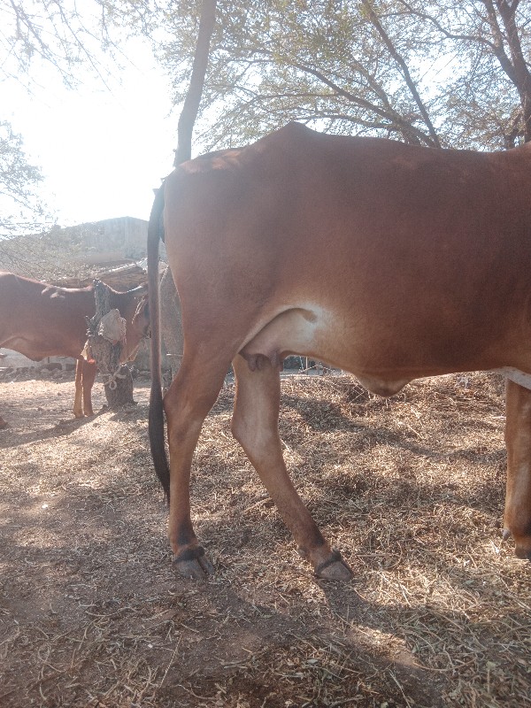 ગીર ગાય