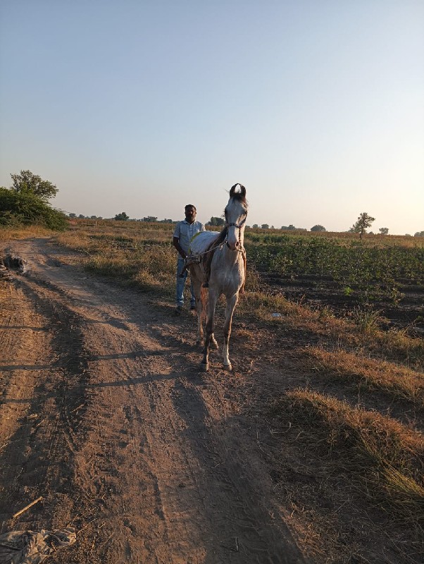 વેરી વેચવા ની થ...