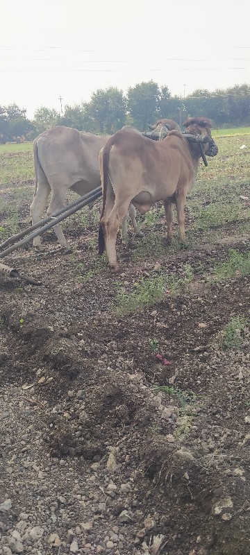 ગોધલા વેચવાના છ...