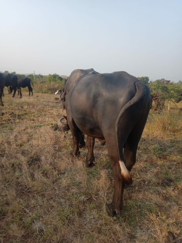 પાડો બેસવાનો છે