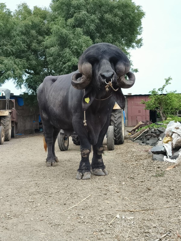 જાફરાબાદી પાડો