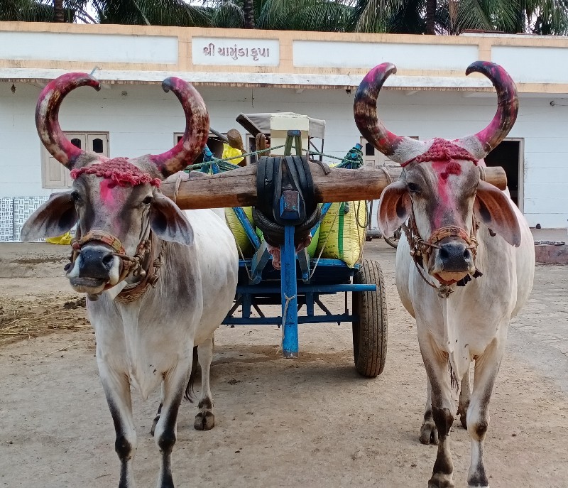 બળદ વેચવાના છે