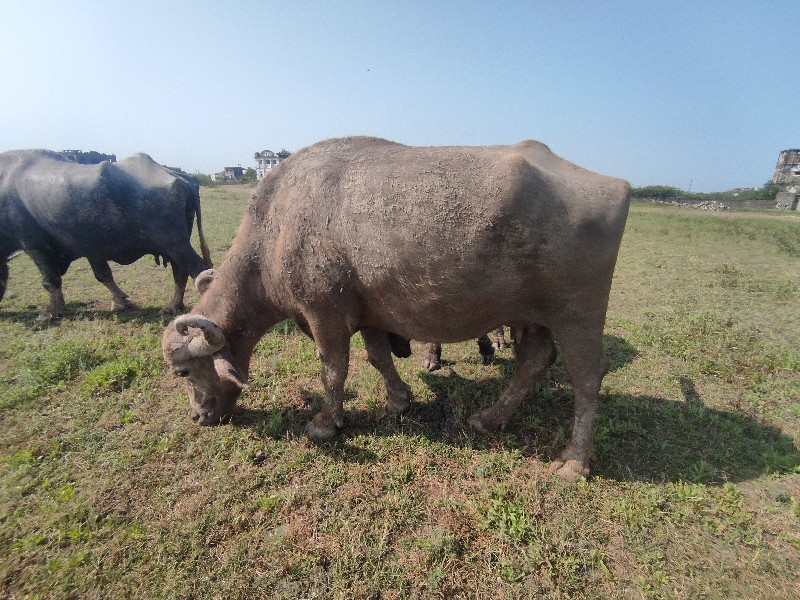 પારેટ ભુરી ભેંશ...