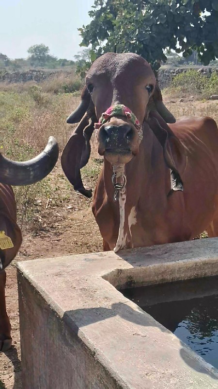 હોડકી વેચવાની