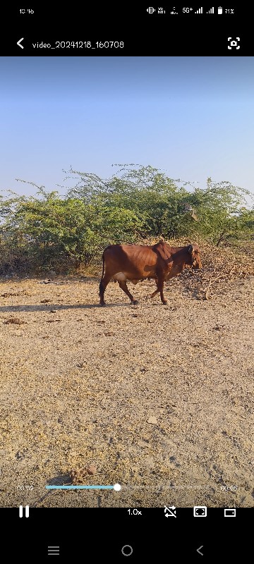 ઓરીજનલ દેહણ