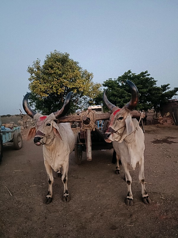 બળદ વેચવાના છે