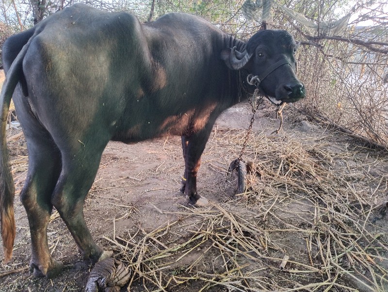 ખડેલી વેચવાની છ...