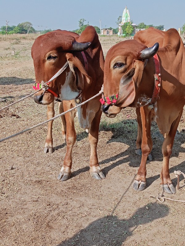 ચાર ચાર દાતે સે...