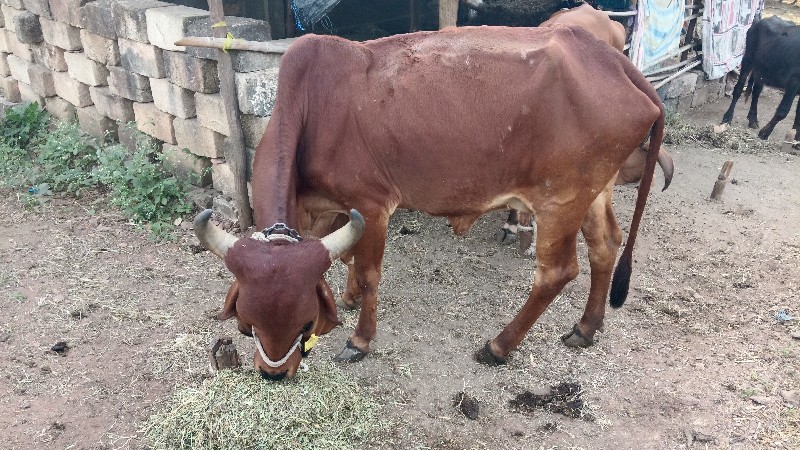 ગાય ગીર ક્રોસિં...