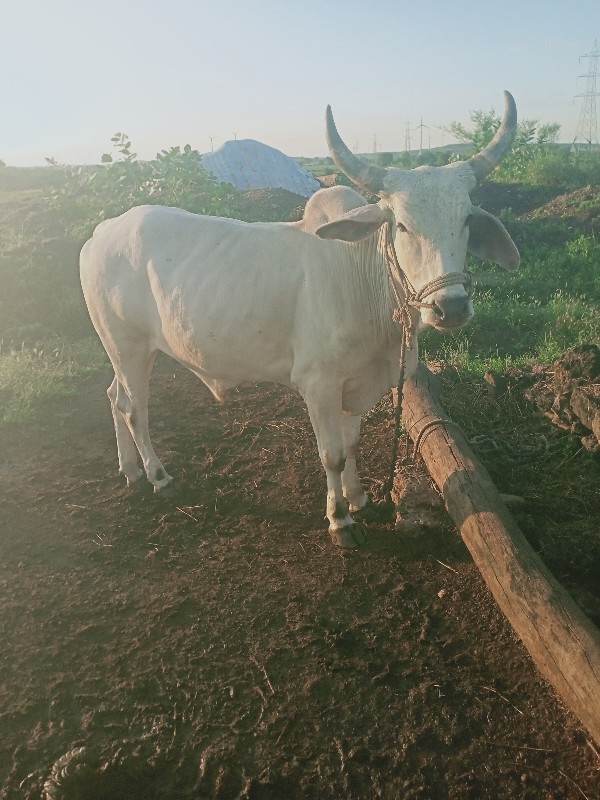 બળદ વેચવાનો છે