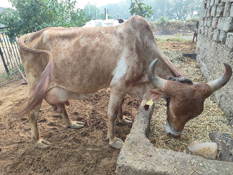 સુવર્ણ કપિલા ગી...