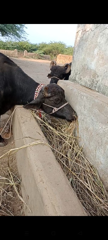 પ્યોર બન્ની ભેં...