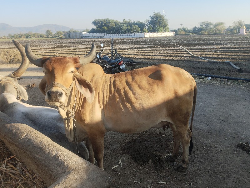 ગાય વેચવાની છે...