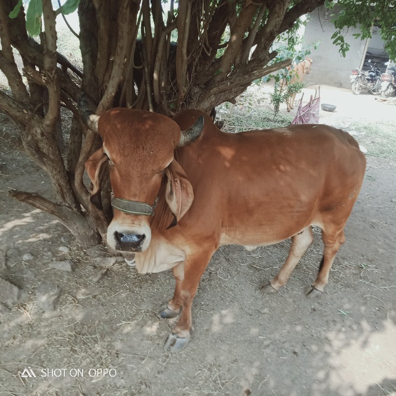 ગાય