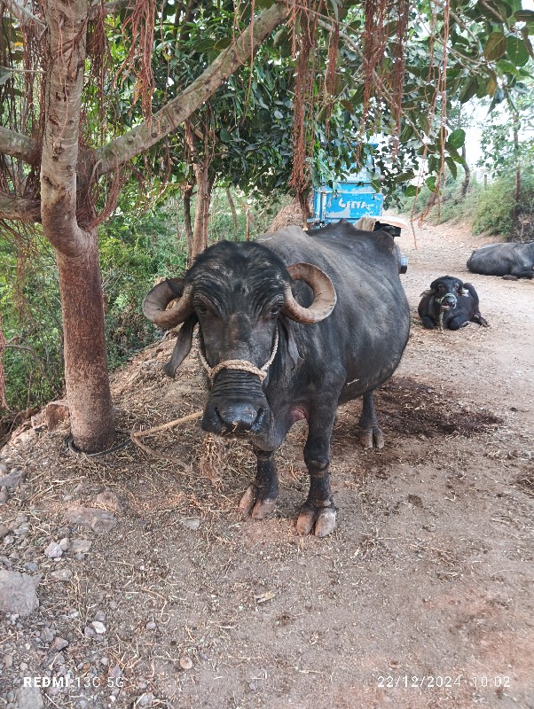 ભેંસ