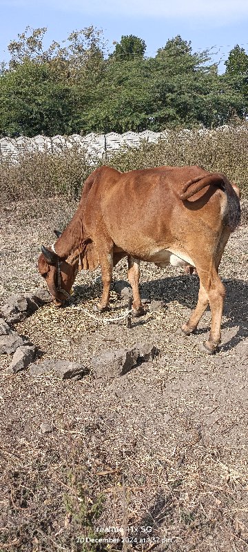 દેશી ગાય વેચવની...