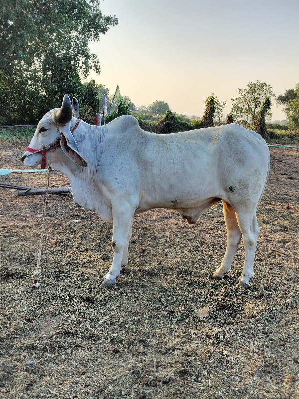 વેચવા નો છે