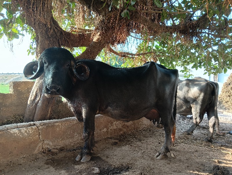 જાફરબાદી ભેંસ