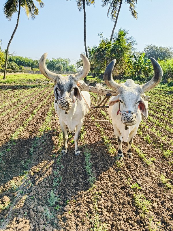 બળદ વેસવા ના સે