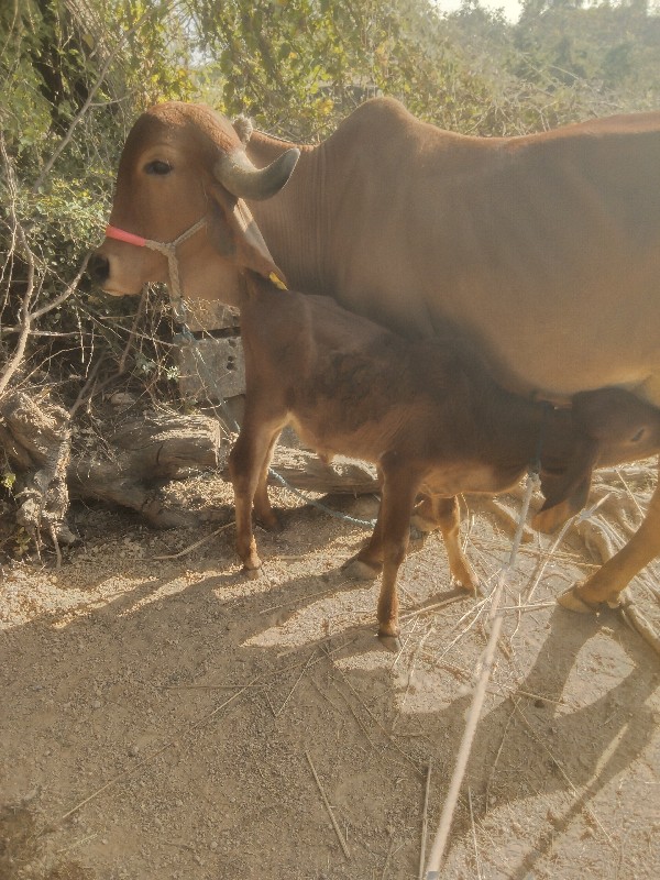 ગાય.  વેશવાની છ...