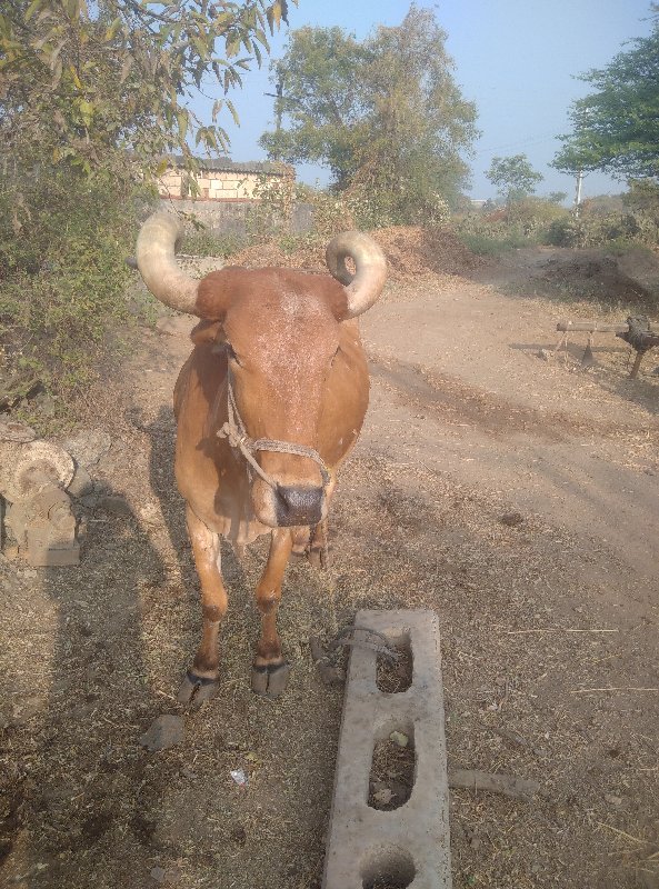 બળદ વેચવાનો છે