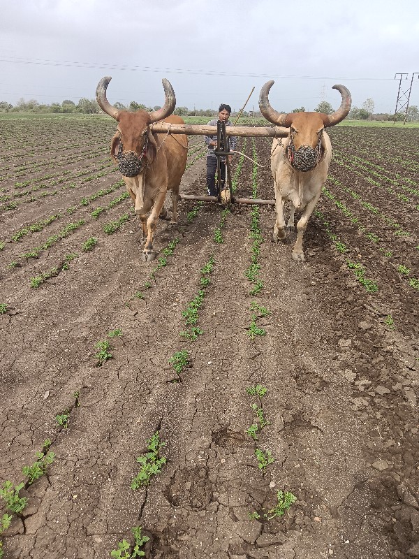 બળદ વેચવાના છે