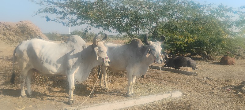 બળદ વેચવાના છે