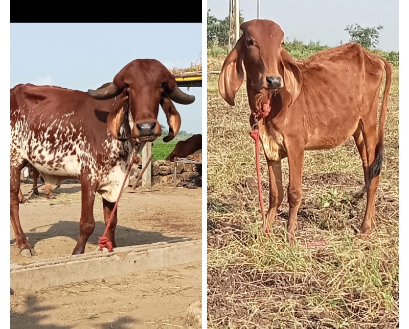 5 ગીર હોડકી વેચ...