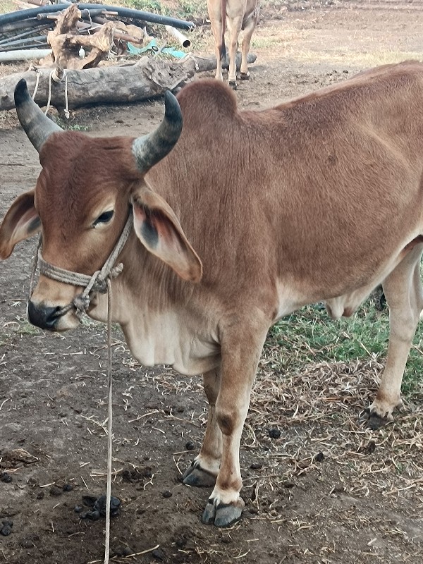 ગોદલો વેચવાનો છ...