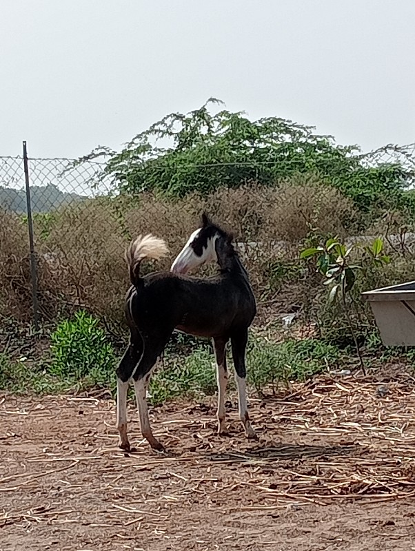 વસેરી વેછવાની સ...