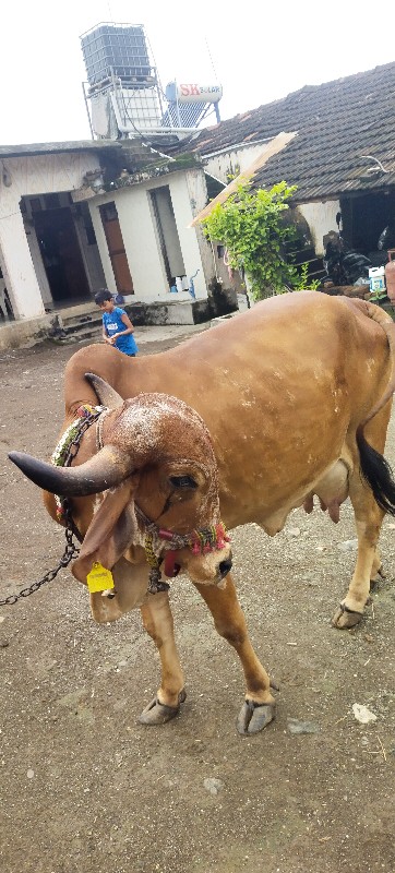 ગાય વેચવાની છે