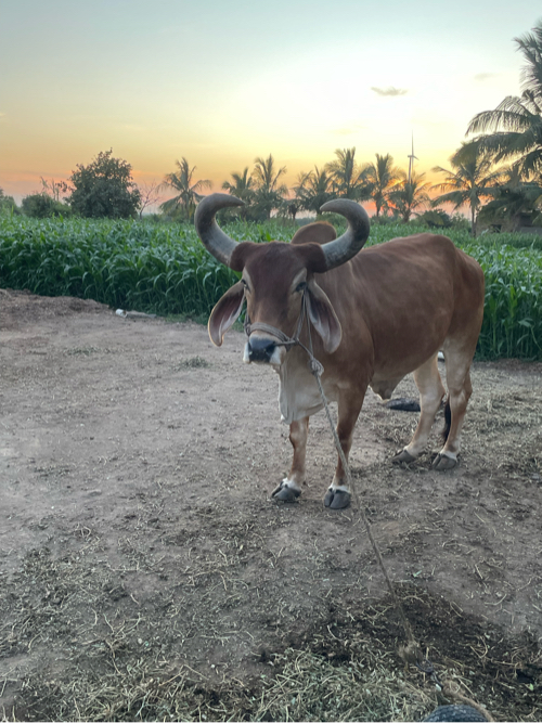 બળધ વેચવાના