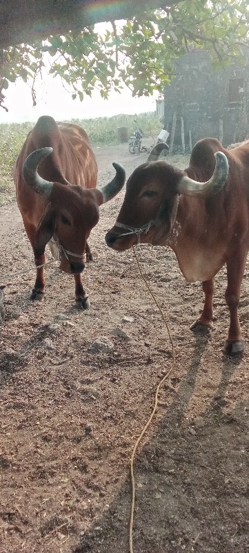 બરધ્ધવેસ્કવાનાછ...