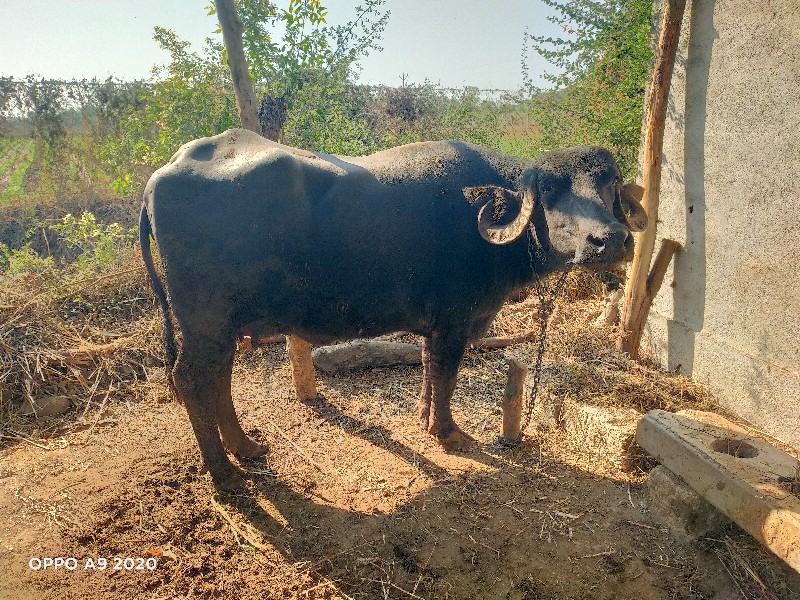 ત્તાજી વિયાયેલી